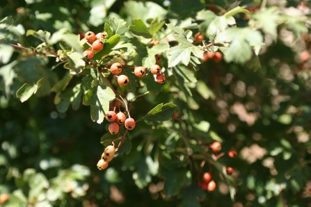 bayas, carlota, cromatogramas 004